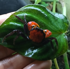 Geosesarma hagen "red devil"