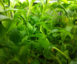 Tradescantia fluminensis "aurea"