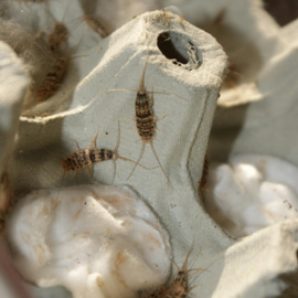 Ovenvisjes (Thermobia domestica) krekelbakje