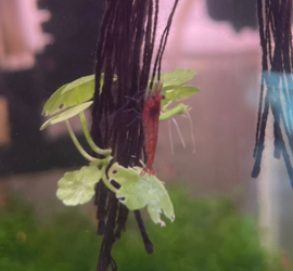 Neocaridina davidi