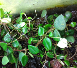 Peperomia fagerlindii
