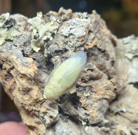 Panchlora nivea "yellow" / "gold" 10 stuks