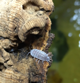 Porcellionides pruinosus 12x
