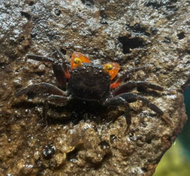 Geosesarma sp. "midnight redclaw"