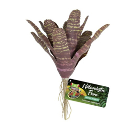 Zoo med chestnut bromeliad