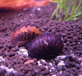 Neritina sp. mix