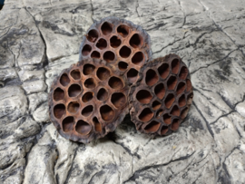 Lotus pods 9-11cm