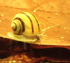 Asolene spixii