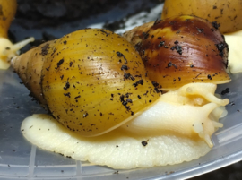 Achatina Fulica "White"