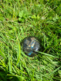 Labradoriet palmsteen 41