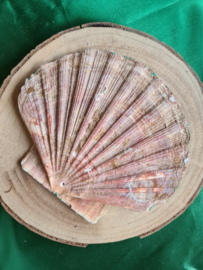 Wierookhouder Sint Jacobsschelp