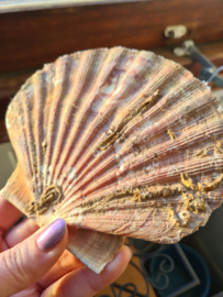 Wierookhouder Sint Jacobsschelp