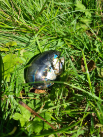 Labradoriet palmsteen 51