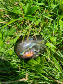 Labradoriet palmsteen 70