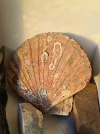 Wierookhouder Sint Jacobsschelp