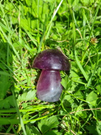 Fluorite mushroom 18