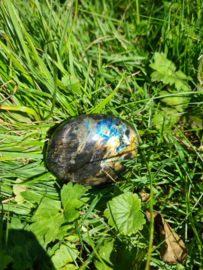 Labradoriet palmsteen 52