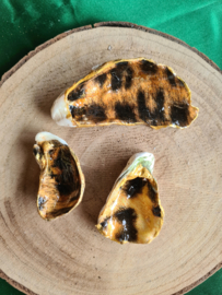Schelpen decoratie setje 4