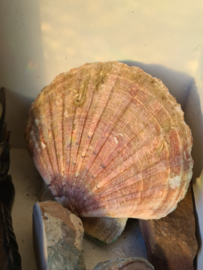 Wierookhouder Sint Jacobsschelp