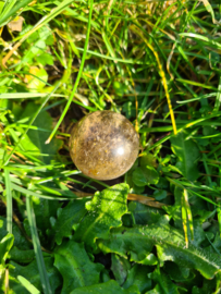 Rutile in quartz mini sphere 2