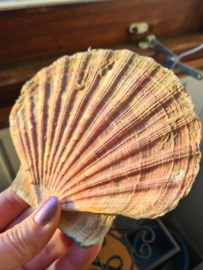 Wierookhouder Sint Jacobsschelp