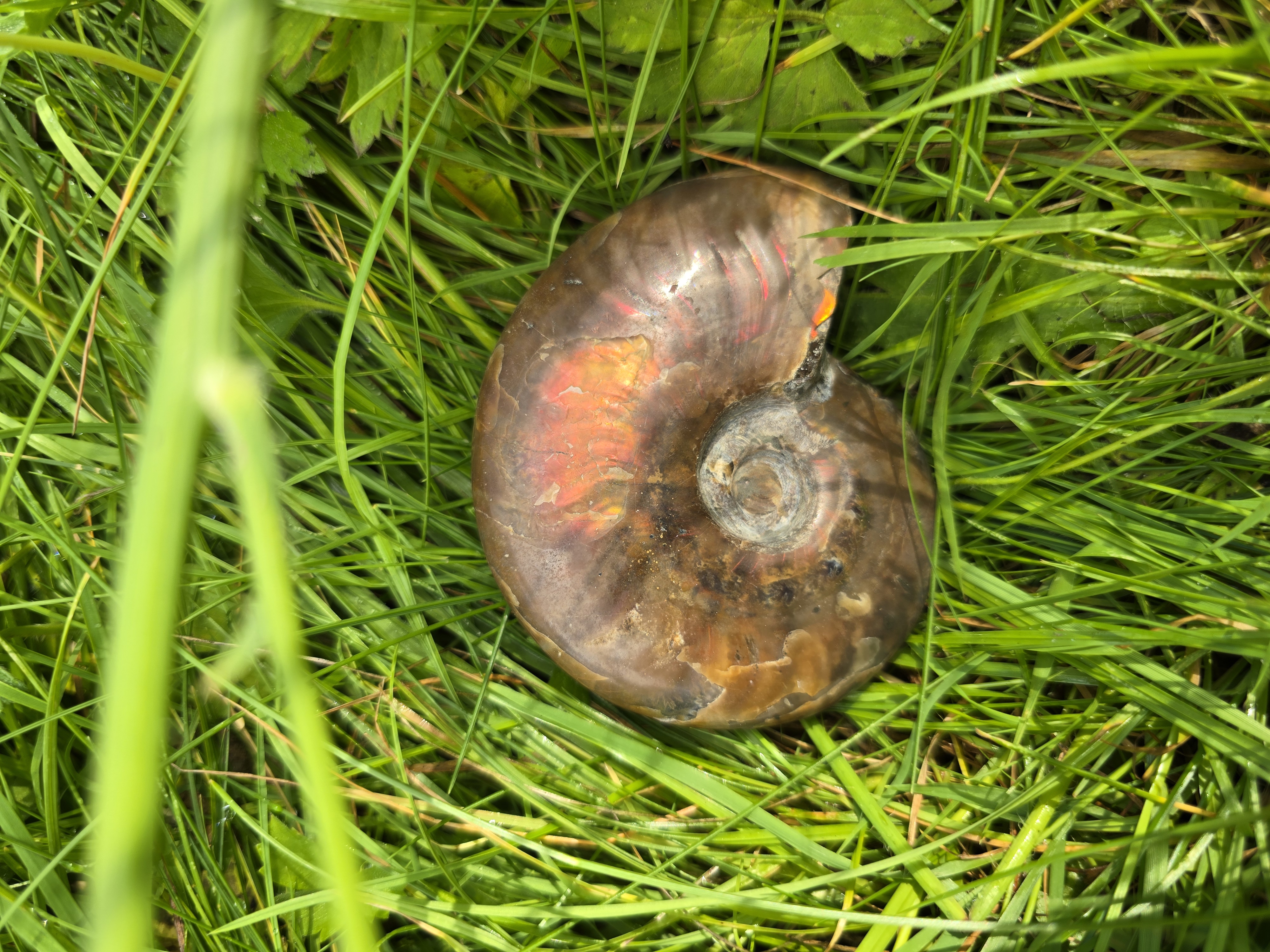 Fossils