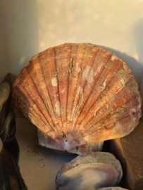 Wierookhouder Sint Jacobsschelp