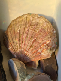 Wierookhouder Sint Jacobsschelp