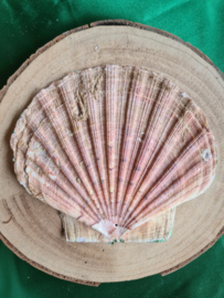 Wierookhouder Sint Jacobsschelp