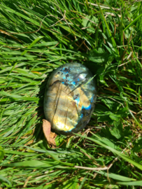 Labradoriet palmsteen 9