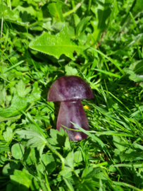 Fluorite mushroom 6