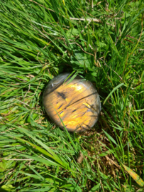 Labradoriet palmsteen 2