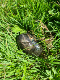 Labradoriet palmsteen 59