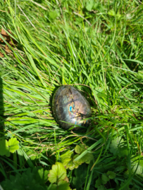 Labradoriet palmsteen 46