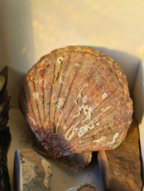 Wierookhouder Sint Jacobsschelp