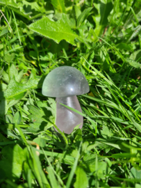 Fluorite mushroom 8