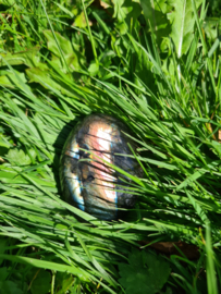 Labradoriet palmsteen 64