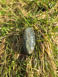 Lodoliet met rutiel shiva