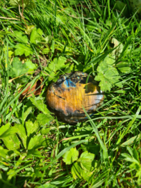 Labradoriet palmsteen 35