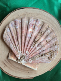 Wierookhouder Sint Jacobsschelp