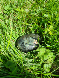 Labradoriet palmsteen 50