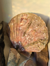 Wierookhouder Sint Jacobsschelp