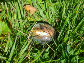 Labradoriet palmsteen 11