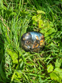 Labradoriet palmsteen 31