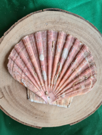 Wierookhouder Sint Jacobsschelp