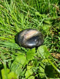 Labradoriet palmsteen 56