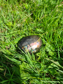 Labradoriet palmsteen 69