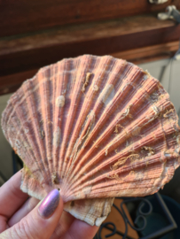 Wierookhouder Sint Jacobsschelp