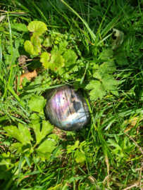 Labradoriet palmsteen 26