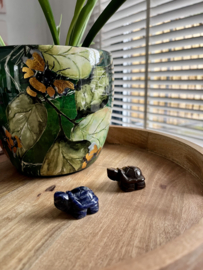Schildpad sodaliet